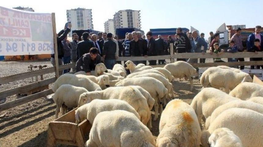 Talas Kurban Bayramına Hazır