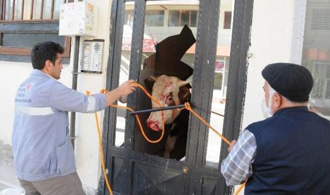 &Ouml;fkeli boğa cam &ccedil;er&ccedil;eve indirdi