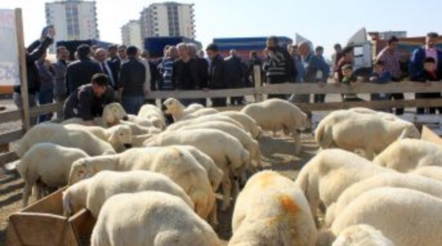 Talas, Kurban Bayramı'na Hazır