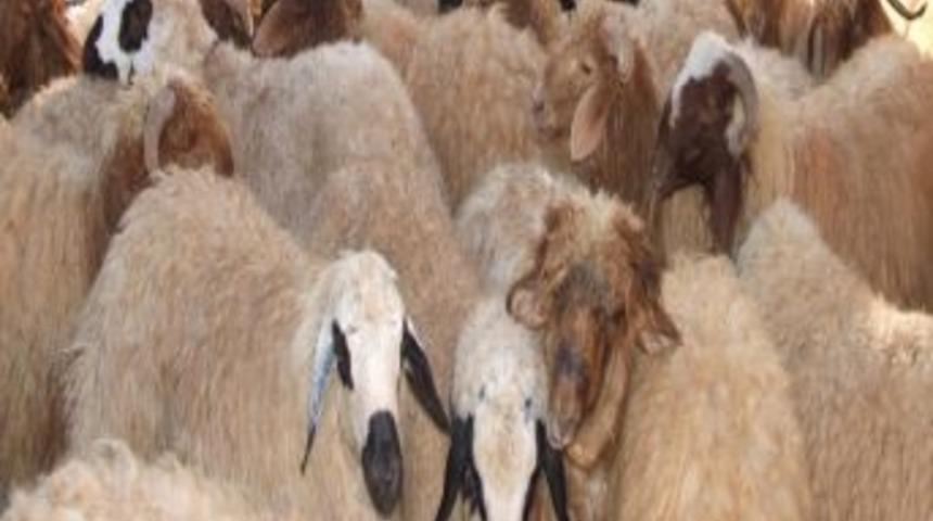 Suriye Sınırında 110 K&uuml;&ccedil;&uuml;kbaş Hayvan Yakalandı