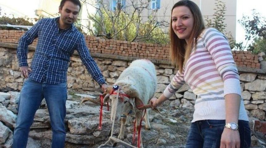 Kız Evine Kurbanlık Ko&ccedil; Hediyesi