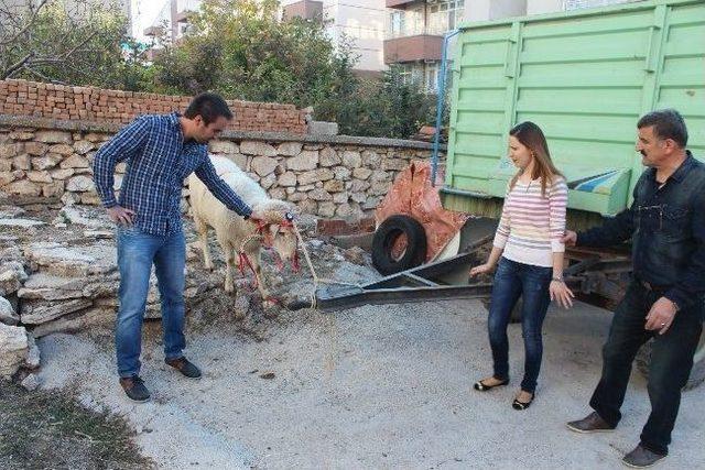 Kız Evine Kurbanlık Koç Hediyesi