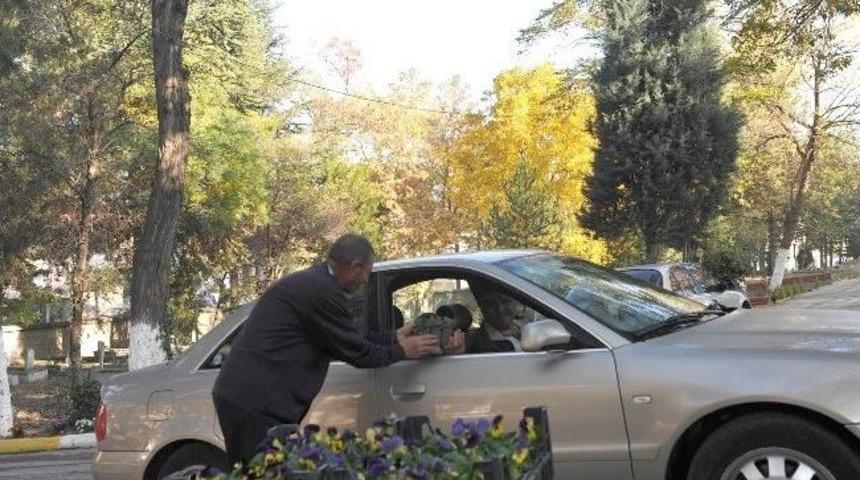 Kabir Ziyaretine Gelenlere Menekşe Ve &Ccedil;am Fidanları Belediyeden