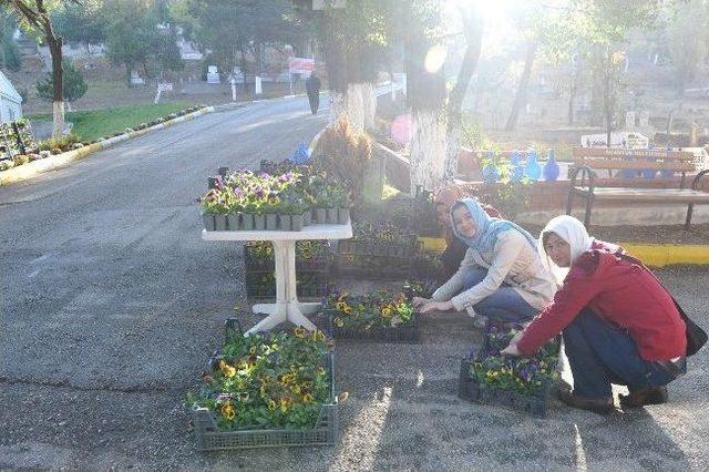 Kabir Ziyaretine Gelenlere Menekşe Ve Çam Fidanları Belediyeden