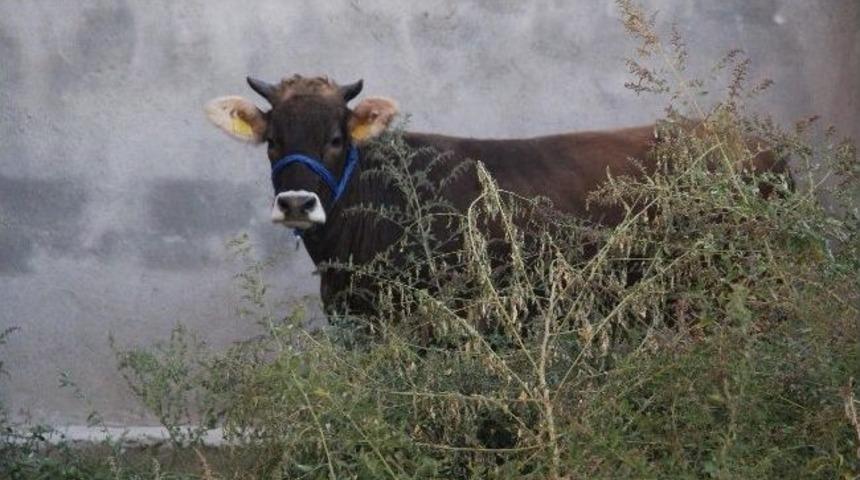 Kamyondan Atlayan Kurbanı Bah&ccedil;ede Sıkıştırdılar