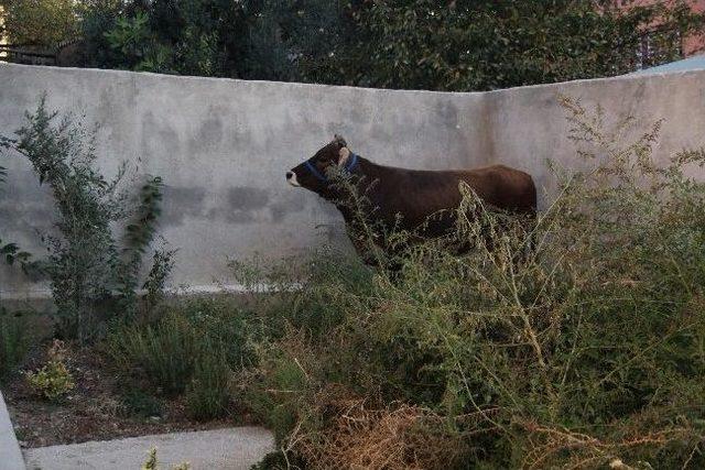 Kamyondan Atlayan Kurbanı Bah&ccedil;ede Sıkıştırdılar 2