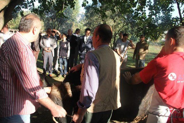 Bakan Çelik, Dualarla Kurbanını Kesti 2