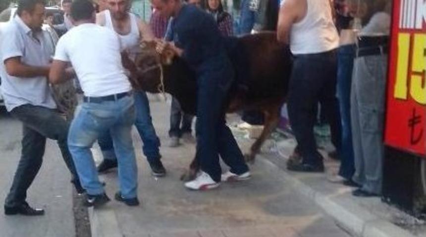 Sahibinden Ka&ccedil;an Hayvan Mağazaya Girdi