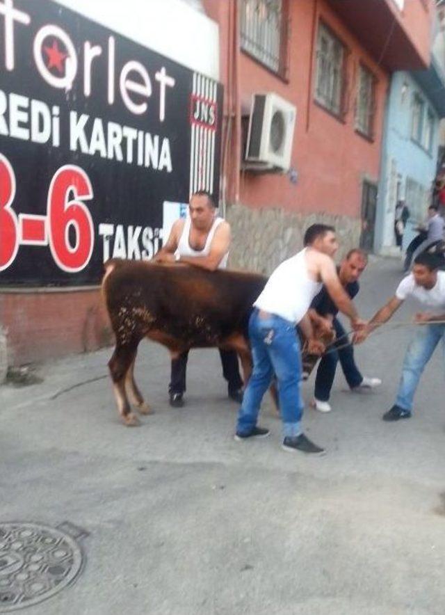 Sahibinden Kaçan Hayvan Mağazaya Girdi 1