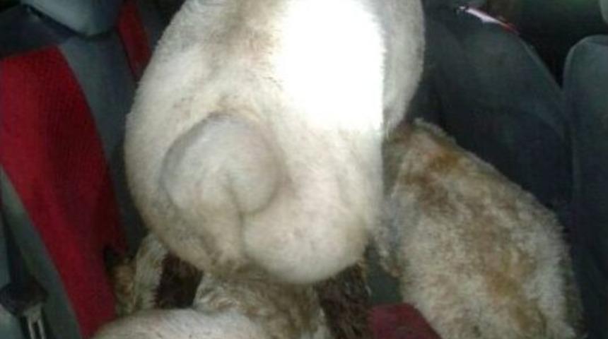 Otomobilden &ccedil;ıkan koyunlar şaşırttı