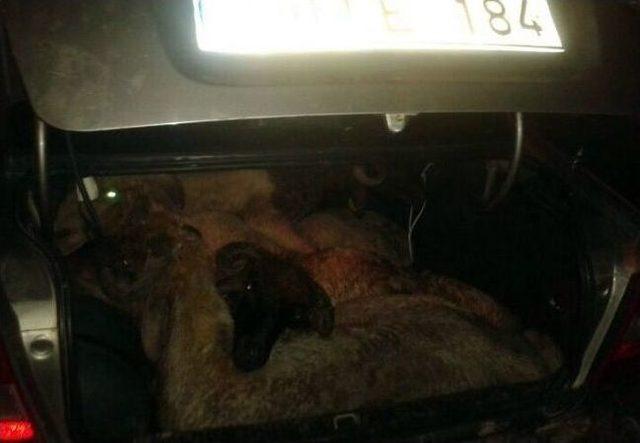 Otomobilden çıkan koyunlar şaşırttı 1