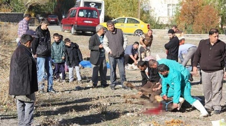 Uyarılara Rağmen &Ccedil;ocukların G&ouml;zleri &Ouml;n&uuml;nde Kurban Kestiler