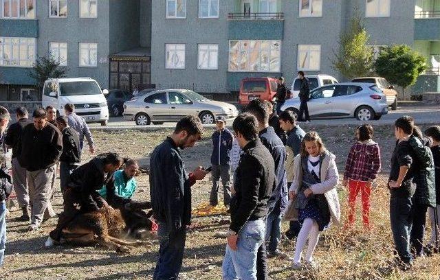 Uyarılara Rağmen Çocukların Gözleri Önünde Kurban Kestiler