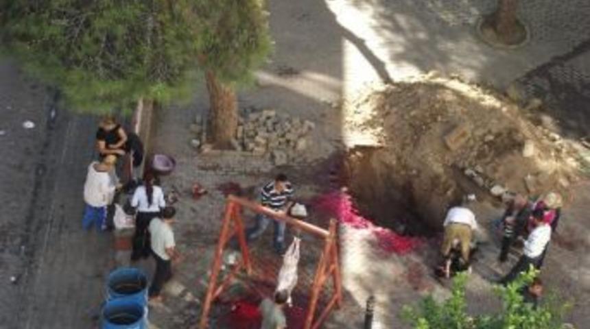 Aydın Kurban Telaşı Başladı