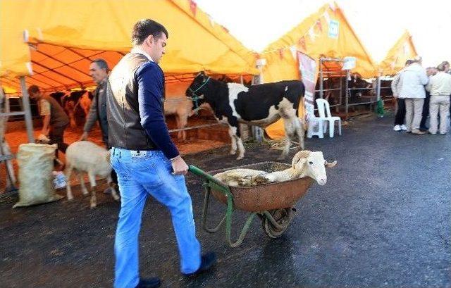 Beş Yıldızlı Tesiste Tatlı Kurban Kesme Telaşı