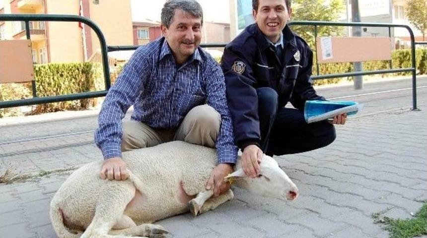 Sahibinin Elinden Ka&ccedil;an Koyunu Polisi Yakaladı