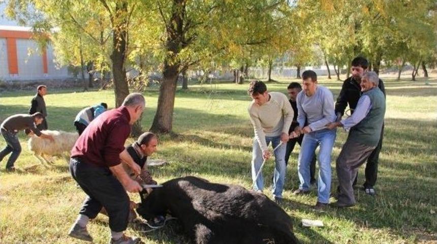 Oltu'da Kurban Bayramı