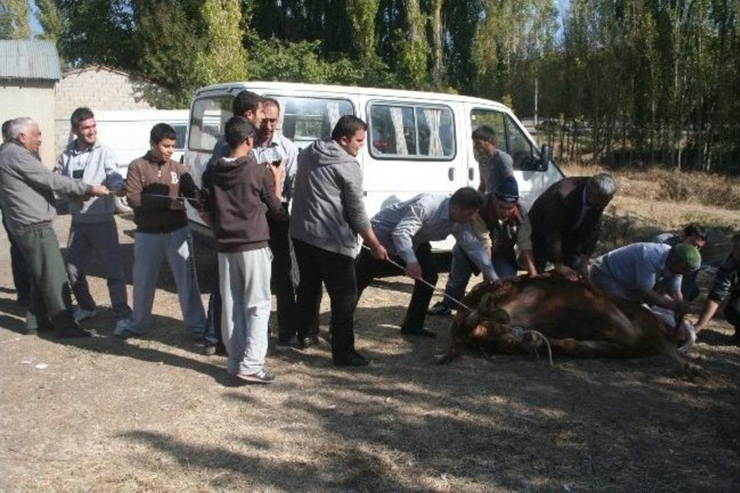Acemi Kasaplar Yine Hastanelik Oldu