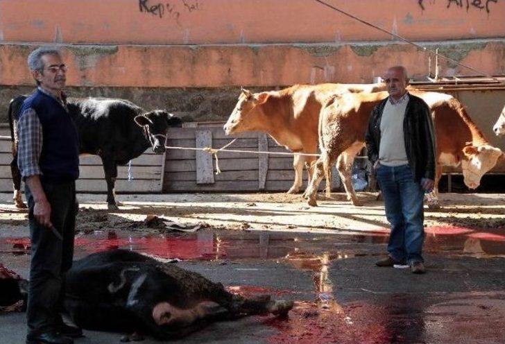 Samsun’da Kurbanlıklar Kesilmeye Başlandı G1