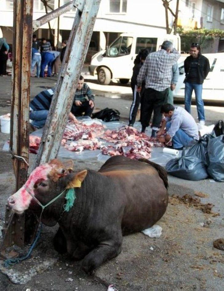 Samsun’da Kurbanlıklar Kesilmeye Başlandı G3