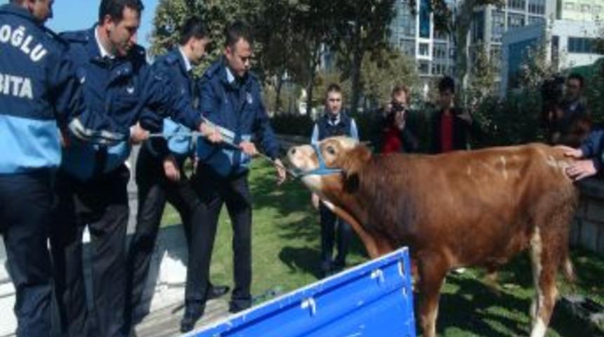 Kesime G&ouml;t&uuml;r&uuml;len Kurbanlık Kamyontten D&uuml;şt&uuml;