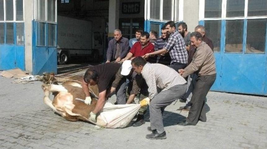 Van&rsquo;da Kurbanlar Kesilmeye Başlandı