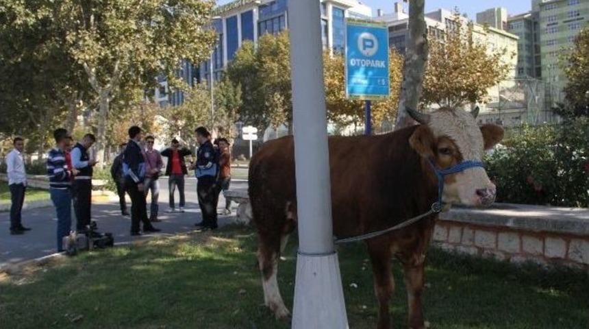 Kesime G&ouml;t&uuml;r&uuml;len Boğa Kamyonetten D&uuml;şt&uuml;