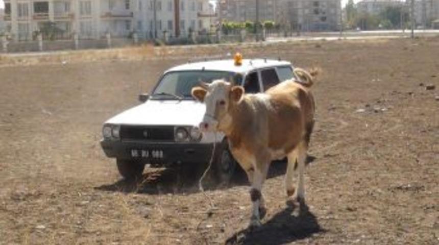 Aksaray'da Firari Boğalar Ortalığı Birbirine Kattı