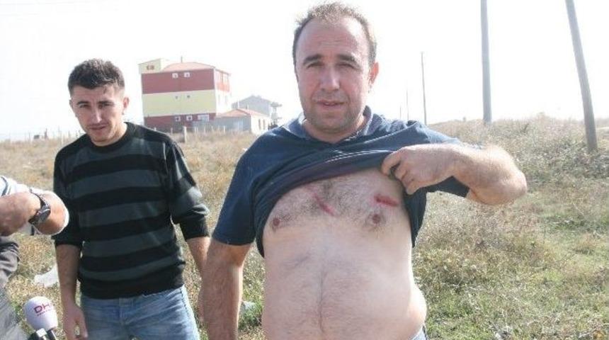 Kurbanlık Dana Sahibini Yaralayarak Firar Etti