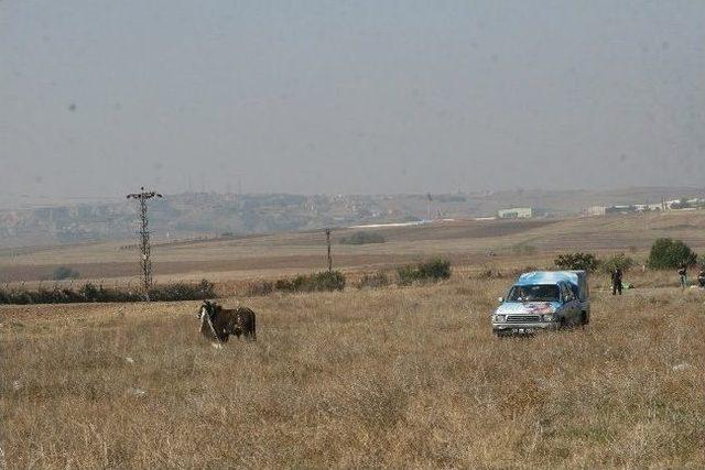 Kurbanlık Dana Sahibini Yaralayarak Firar Etti 1