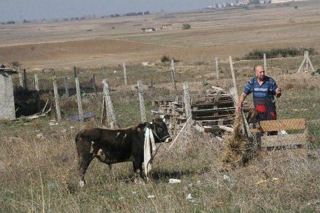 Kurbanlık Dana Sahibini Yaralayarak Firar Etti 2