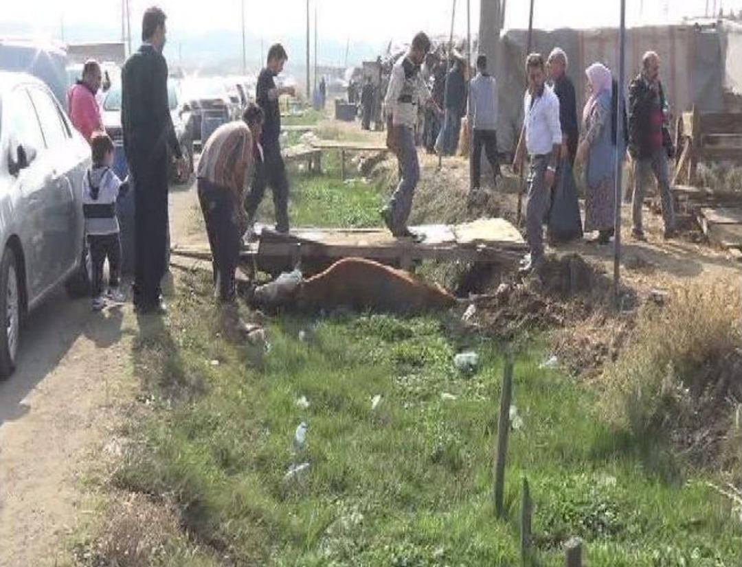 (&ouml;zel Haber) Kurbanlık Boğa Bataklığa D&uuml;şt&uuml;