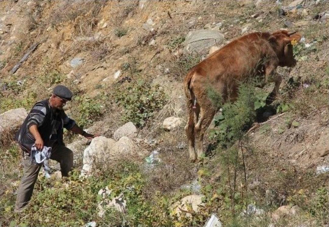 (&ouml;zel Haber) Ka&ccedil;an Kurbanlık D&uuml;ve Uyuşturucu İğne İle Sakinleştirildi