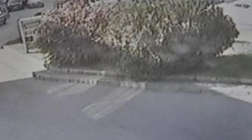 (&ouml;zel Haber) Kesime G&ouml;t&uuml;r&uuml;len Boğa Kamyonetten D&uuml;şt&uuml;