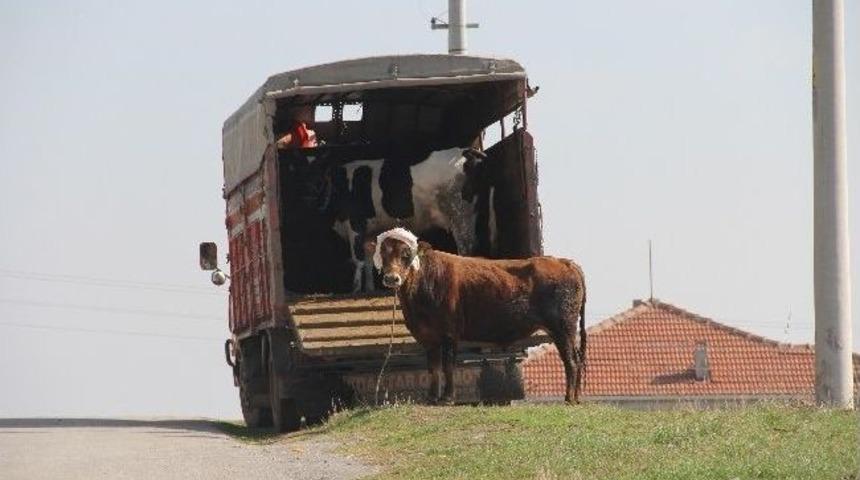 Ka&ccedil;an Boğa Bayıltılarak Yakalandı