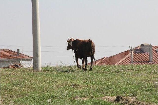 Ka&ccedil;an Boğa Bayıltılarak Yakalandı 1