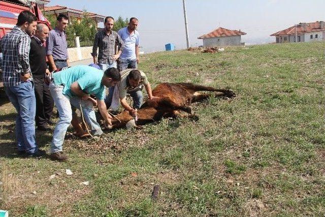 Ka&ccedil;an Boğa Bayıltılarak Yakalandı 2