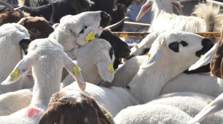 Canlı Hayvan Pazarında Bayram Yoğunluğu