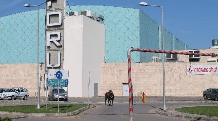 (&ouml;zel Haber) Kesimden Ka&ccedil;an Dana Zor Yakalandı