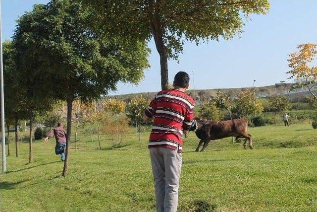 (özel Haber) Kesimden Kaçan Dana Zor Yakalandı