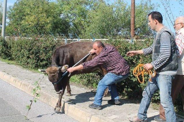 (özel Haber) Kesimden Kaçan Dana Zor Yakalandı