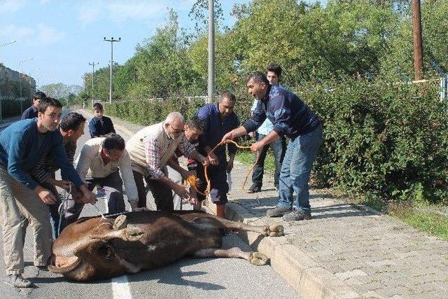 (özel Haber) Kesimden Kaçan Dana Zor Yakalandı