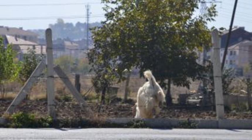 Ka&ccedil;an Kurbanlık &Uuml;&ccedil; Mahalle Dolandı