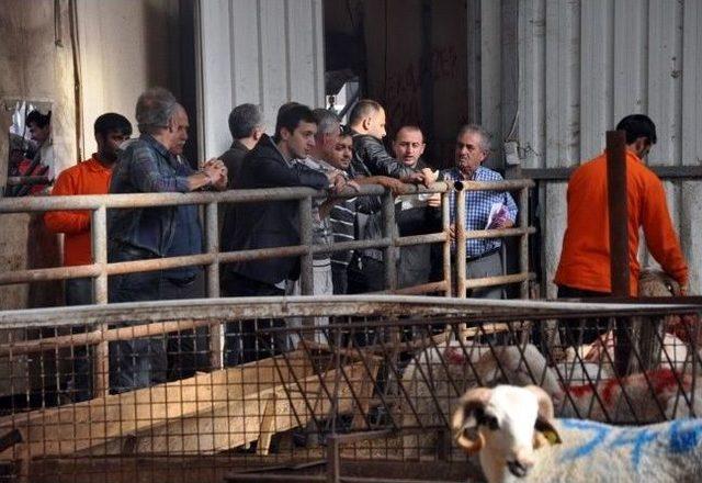 Kurban Satışları Bayramın İlk G&uuml;n&uuml;nde De Devam Etti 2