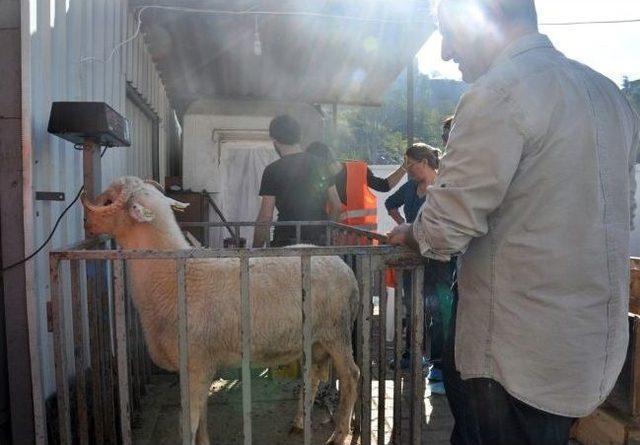 Kurban Satışları Bayramın İlk G&uuml;n&uuml;nde De Devam Etti 3