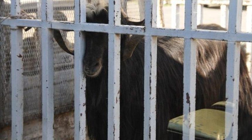 Kurbanlık Ke&ccedil;i Sahibini Hastanelik Etti