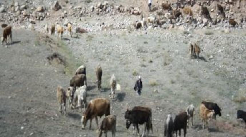 B&ouml;lgede 325 Kişi Kurban Kesimi Sırasında Yaralandı