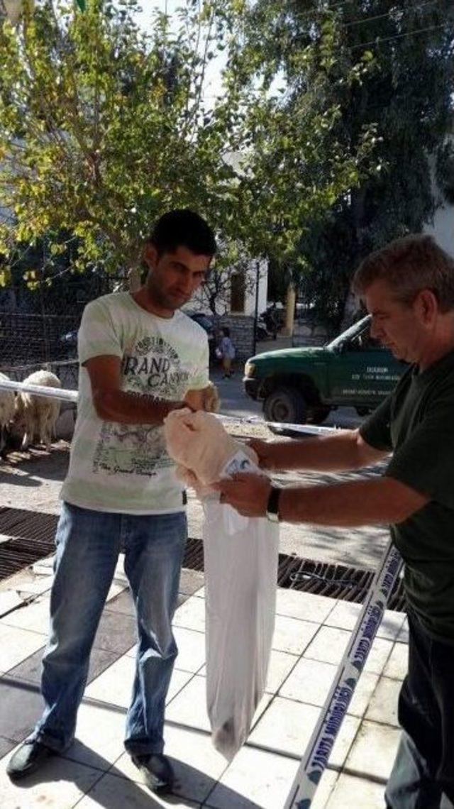 Bodrum’da Kurbanlıklar Modern Ortamda Ve Usule Uygun Kesildi