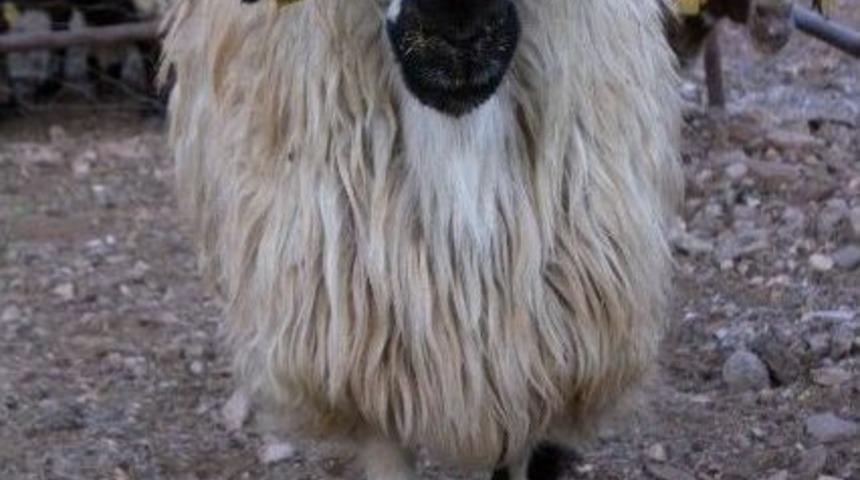 Kurban Satıcıları Dertli