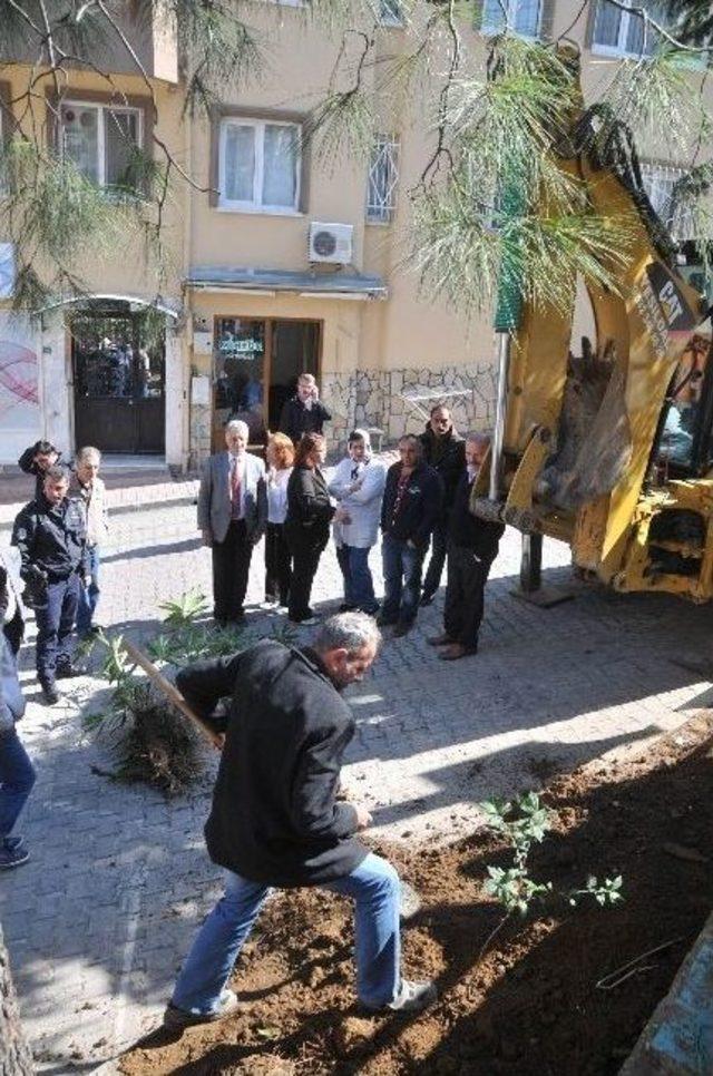 (özel Haber) Baz İstasyonu Kurmaya Geldiler, Fidan Dikip Gittiler